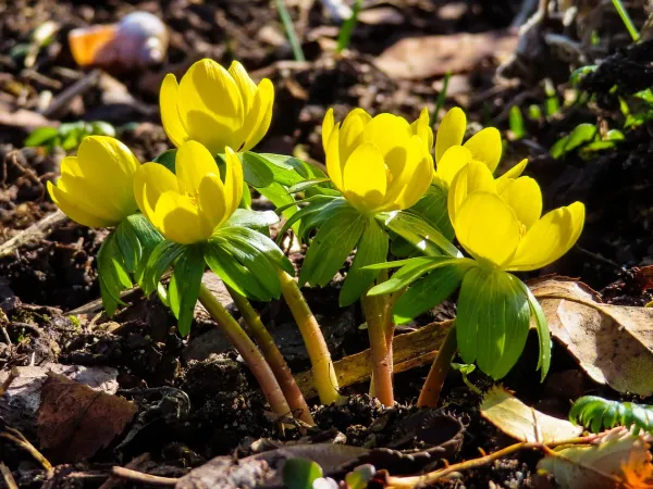 Strahlend gelbe Winterlinge lugen durch das Herbstlaub vom letzten Jahr